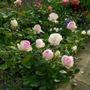 White - pink - miniature rose